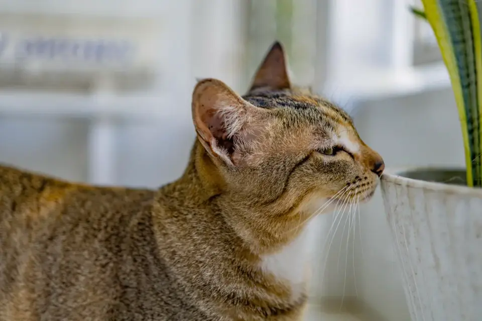 A basset hound sniffing gently near a calm gray cat indoors