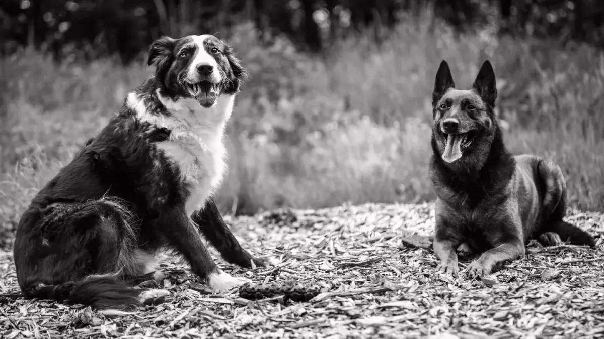 A black and white Border Collie and a merle Australian Shepherd standing together outdoors