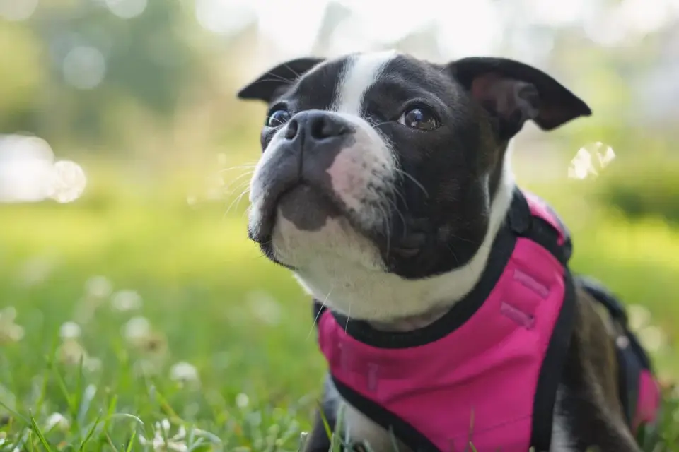 A Boston Terrier running across a grassy yard
