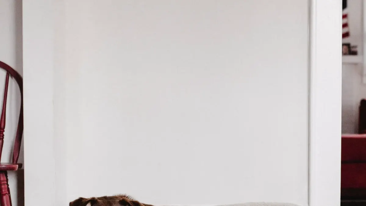 A brown dog resting in a soft bed