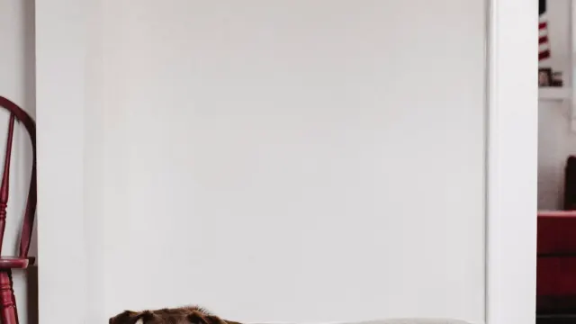 A brown dog resting in a soft bed