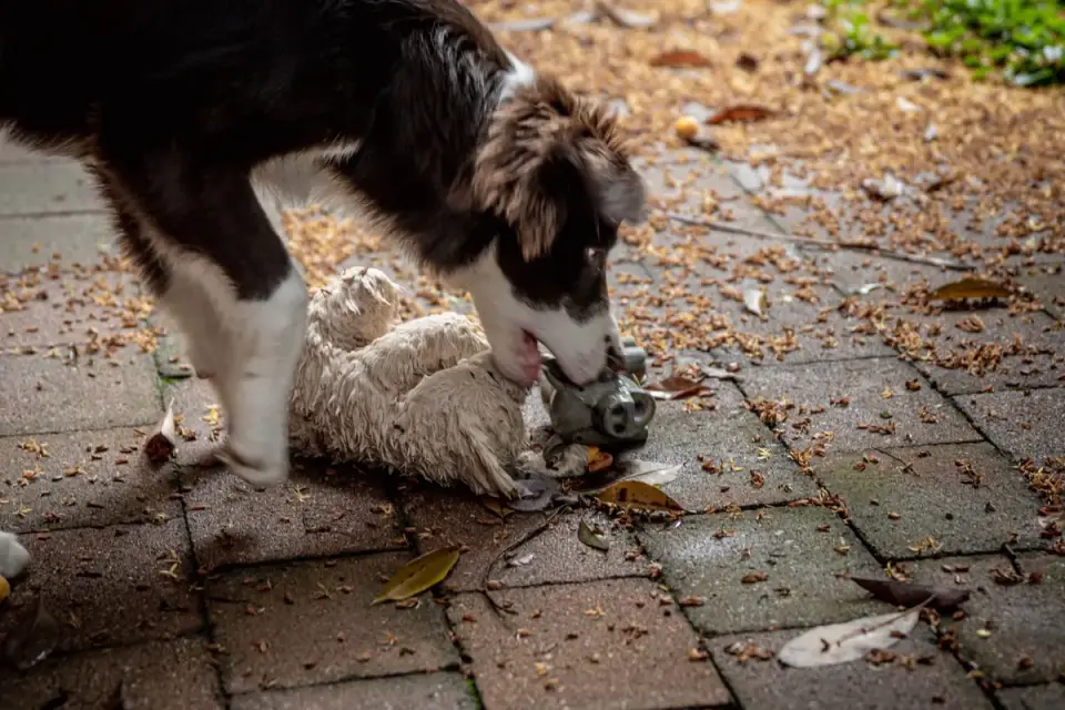 A cardboard tube filled with kibble sitting on a kitchen floor