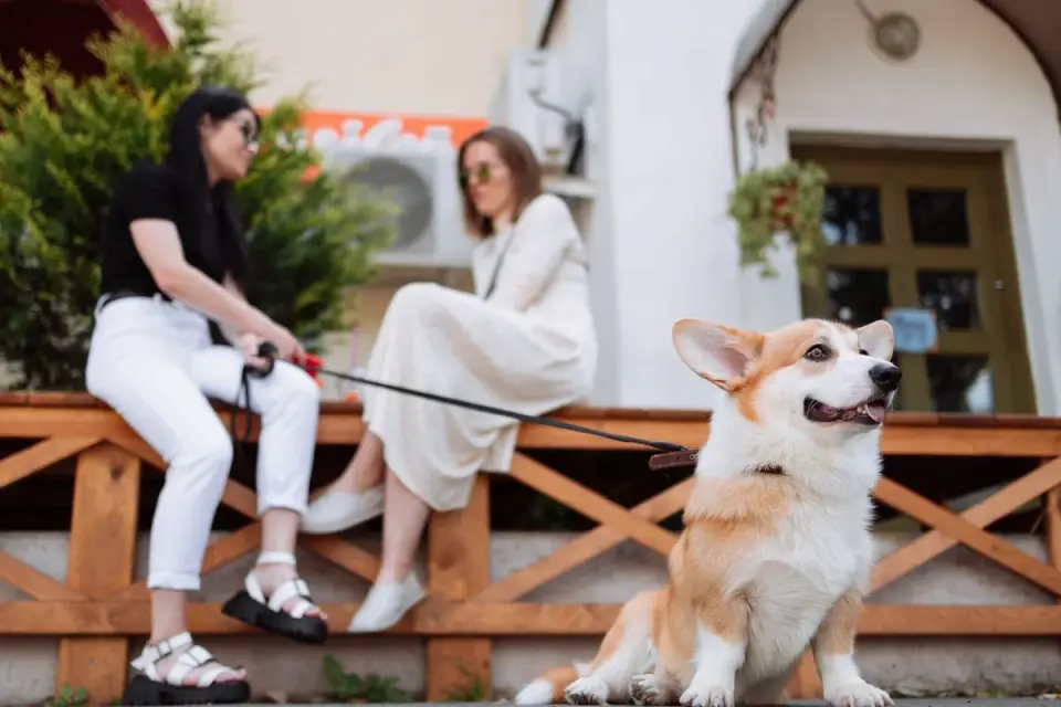 A Cardigan Welsh Corgi walking with its long tail visible