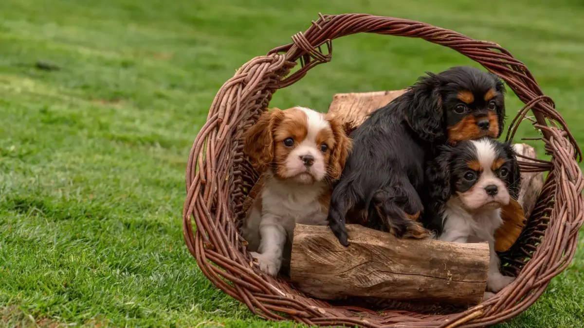 A Cavalier King Charles Spaniel and a Cocker Spaniel sitting side by side on grass