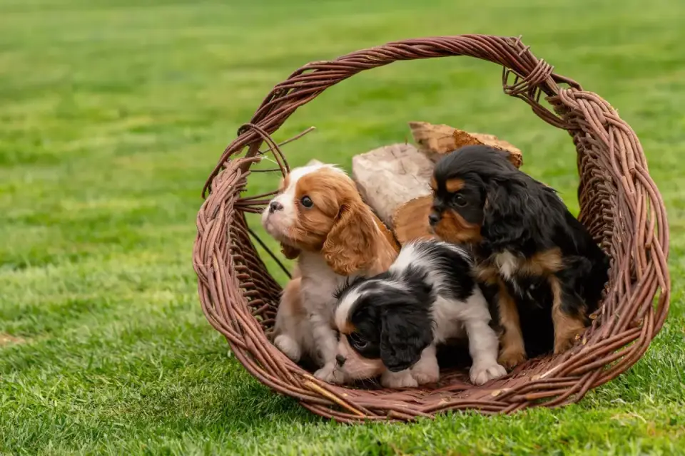 A Cavalier King Charles Spaniel puppy sleeping curled up next to a senior cat
