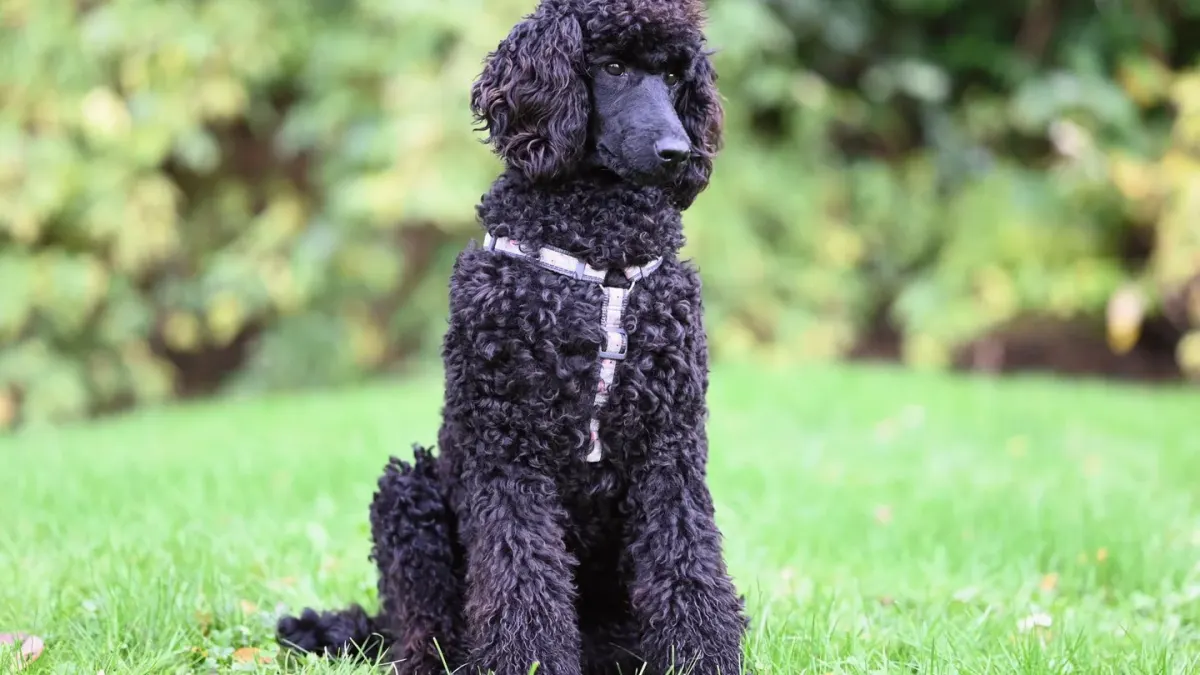 A cream-colored poodle with a curly coat sitting on a rug indoors
