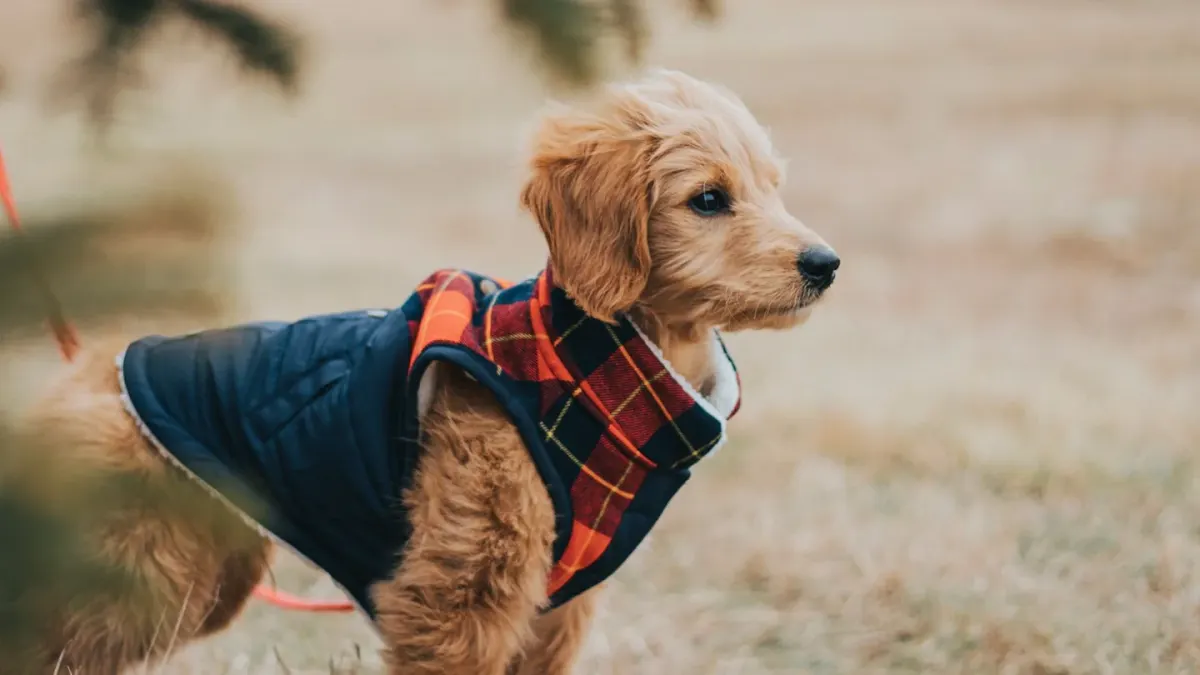 A curly-coated goldendoodle puppy standing on a table while being brushed