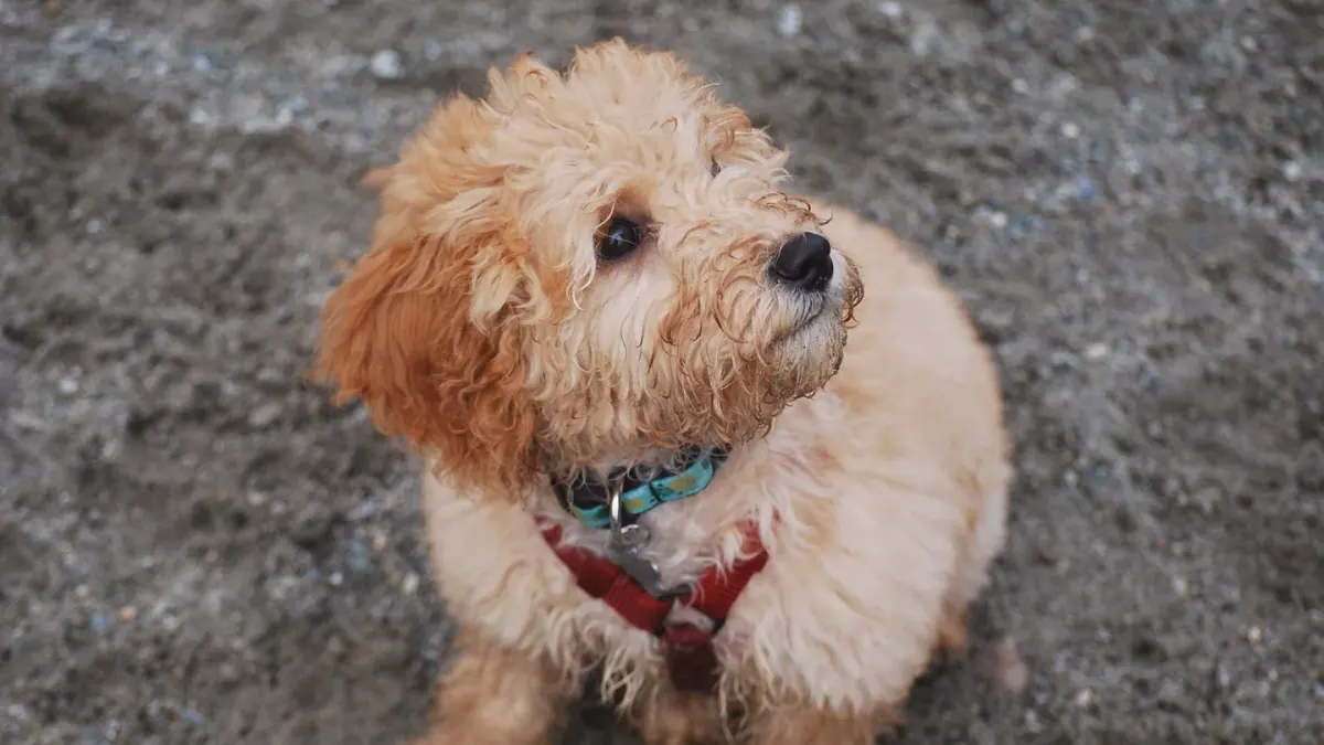 A curly-coated Labradoodle puppy and a wavy-coated Goldendoodle puppy sitting side by side on grass