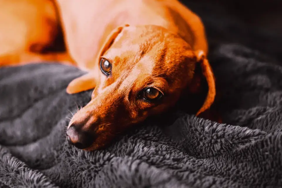 A dachshund walking up a small ramp onto a couch