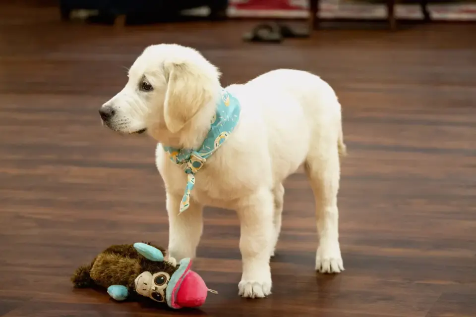 A dog lying near a stuffed rubber chew toy on an apartment floor