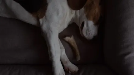 A dog lying on a rug chewing a knotted rawhide bone