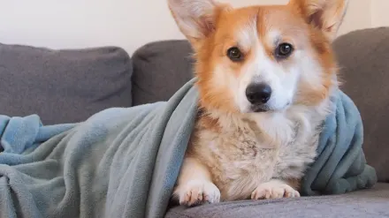 A dog nosing a plush toy beneath a folded blanket on a couch