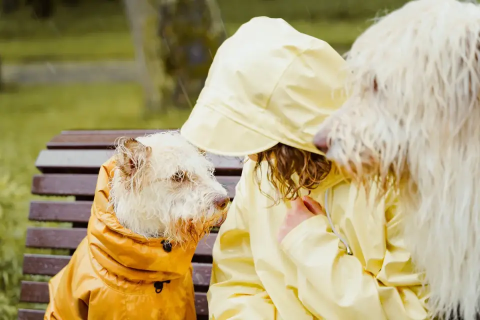 A dog owner watching closely as two dogs interact outdoors