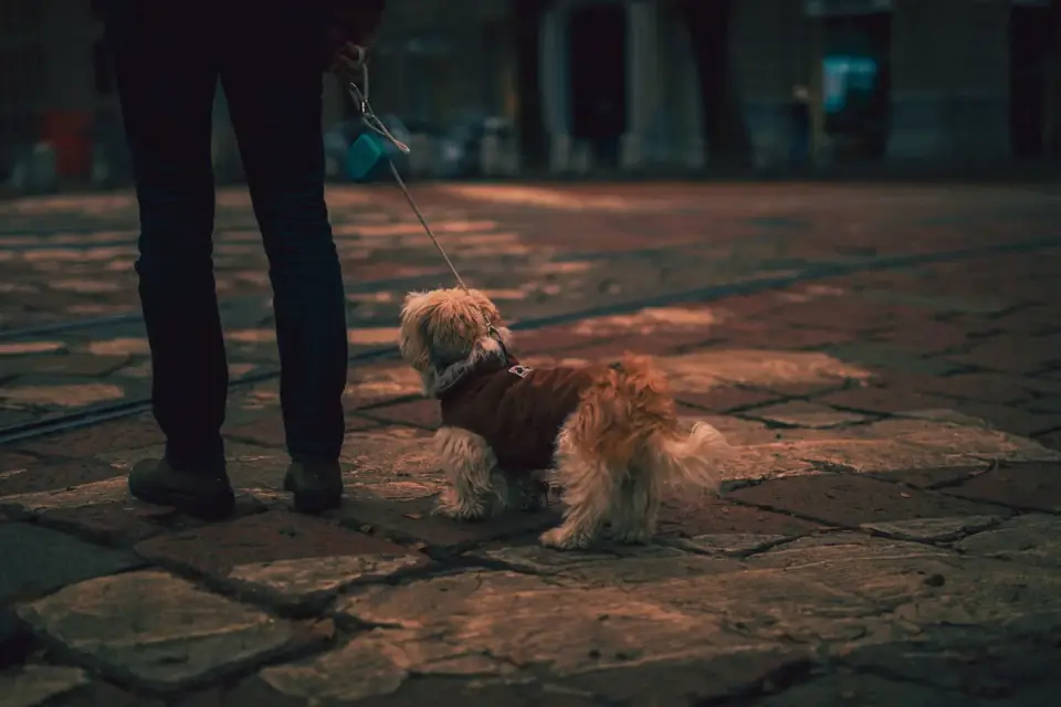A dog partially hiding behind its owner&#x27;s legs with tense body language