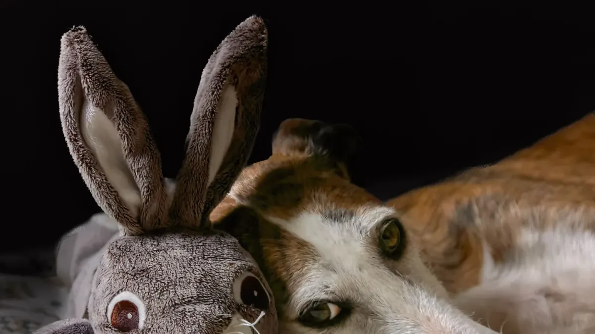 A dog resting on a living room rug with a well-worn plush toy tucked under one paw