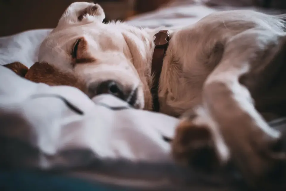 A dog resting with its eyes closed