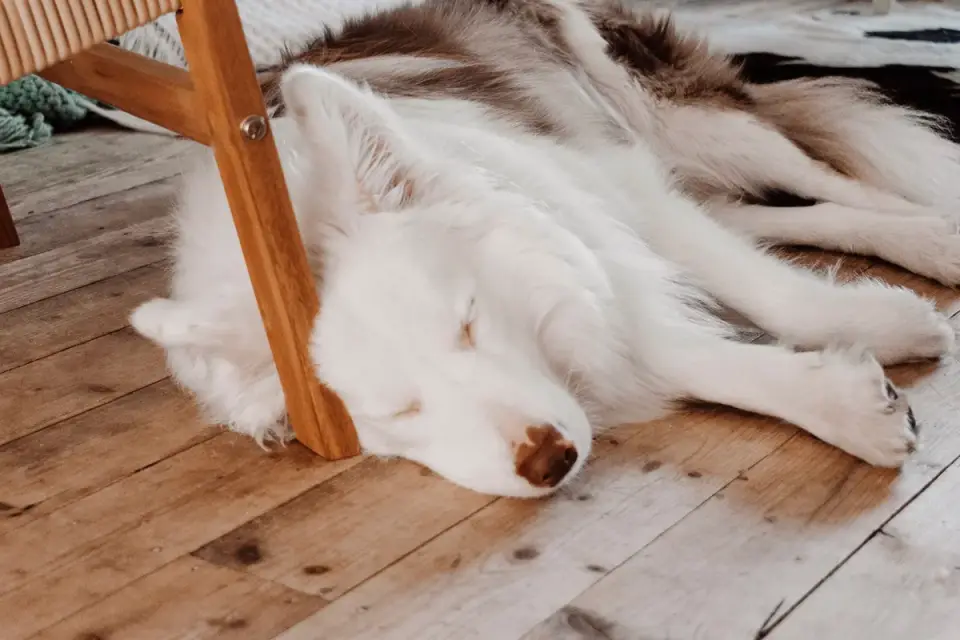 A dog sleeping on a soft surface