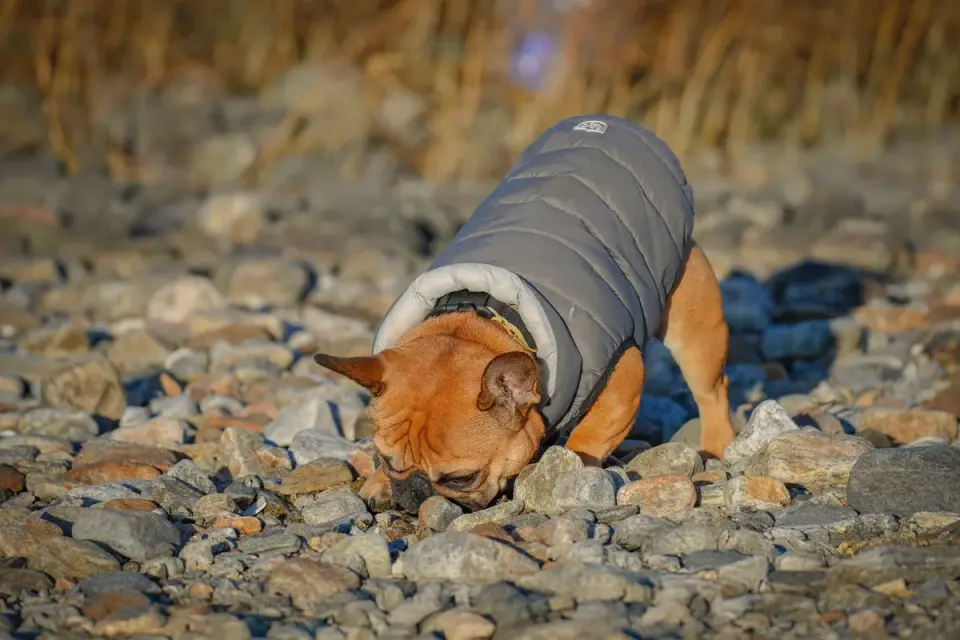 A dog sniffing along a fabric snuffle mat searching for scattered treats