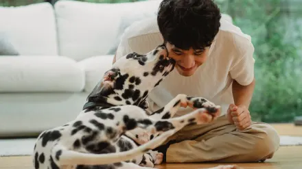 A dog tugging on a braided fleece toy on a living room rug