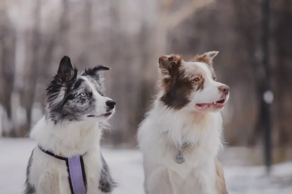 A family walking two herding breed dogs on leashes down a residential street