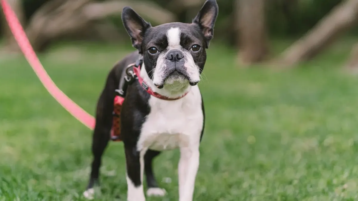 A French Bulldog and a Boston Terrier sitting together on a living room couch