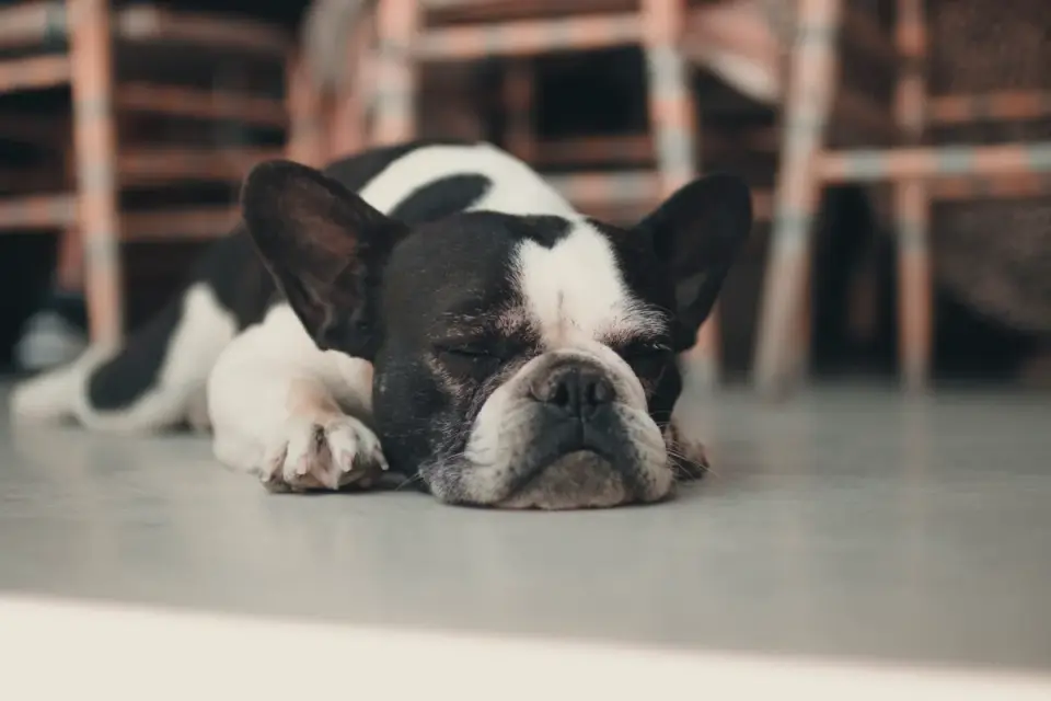 A French Bulldog lying calmly on a dog bed indoors