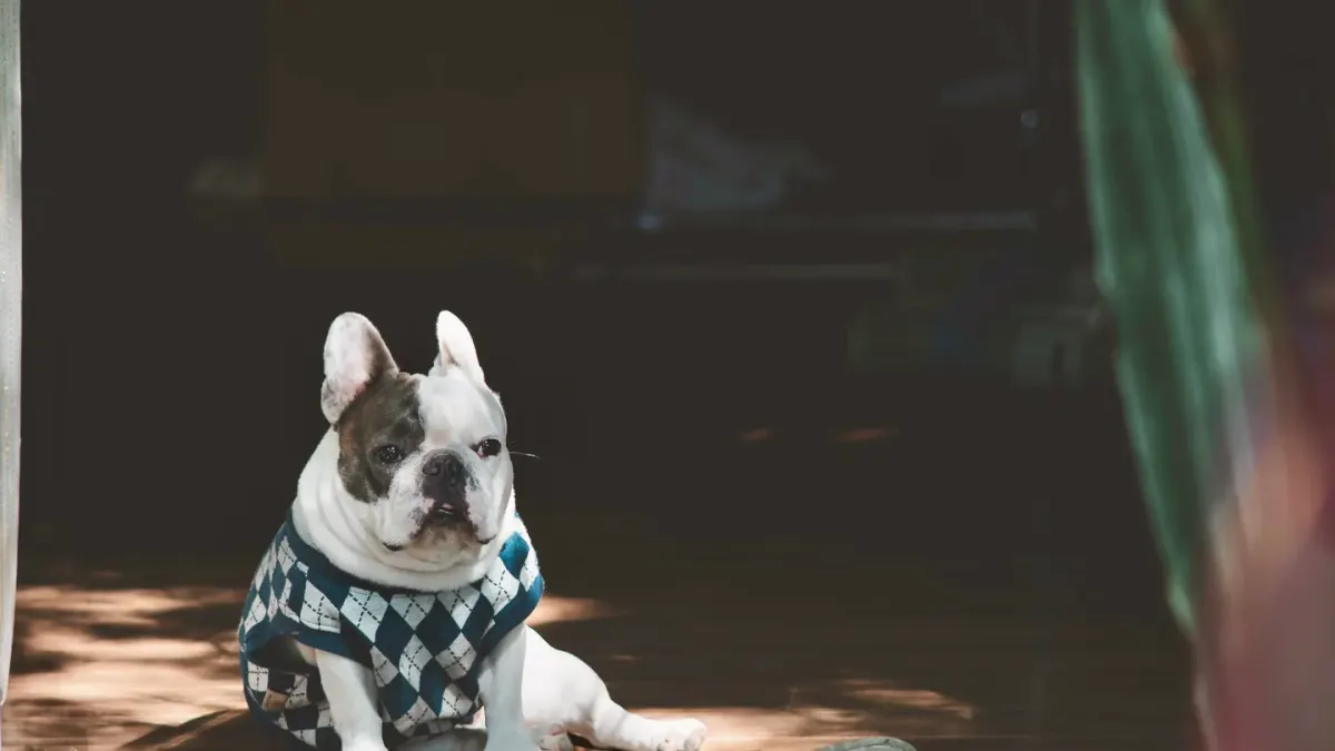 A French Bulldog puppy lying calmly on a living room rug