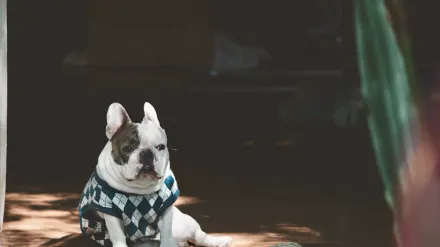 A French Bulldog puppy lying calmly on a living room rug