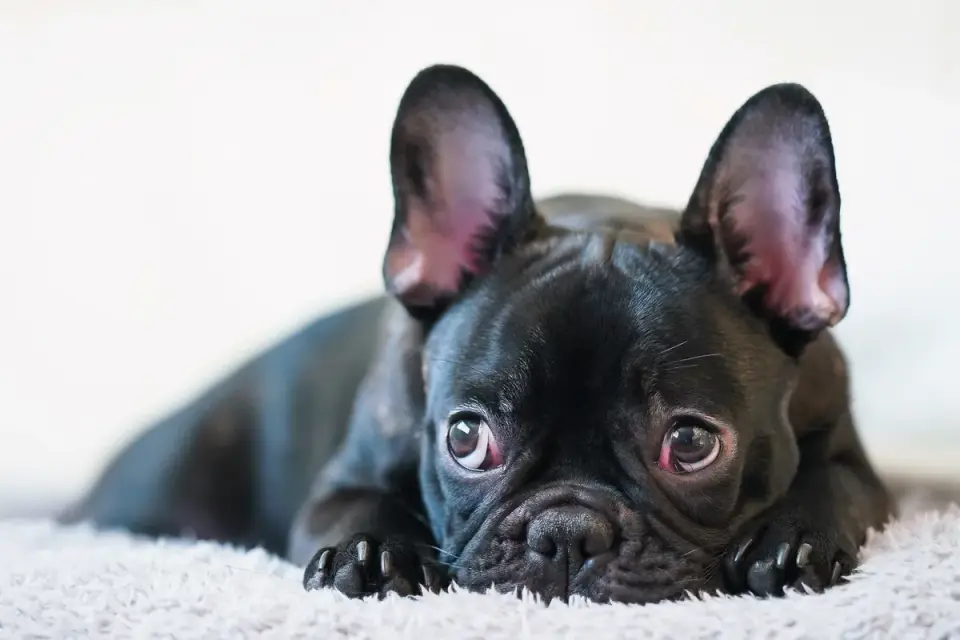 A French Bulldog puppy lying calmly on a living room rug