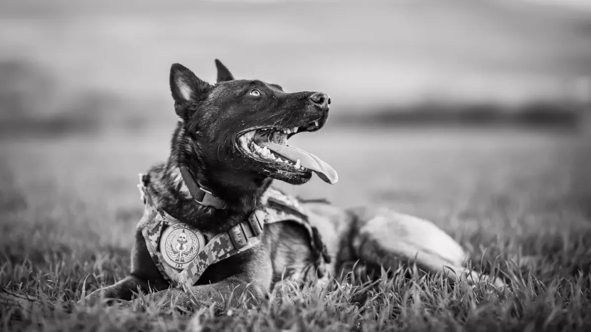 A German Shepherd and a Belgian Malinois standing together in a grassy field