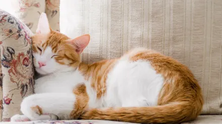 A golden retriever lying calmly beside an orange tabby cat on a living room rug