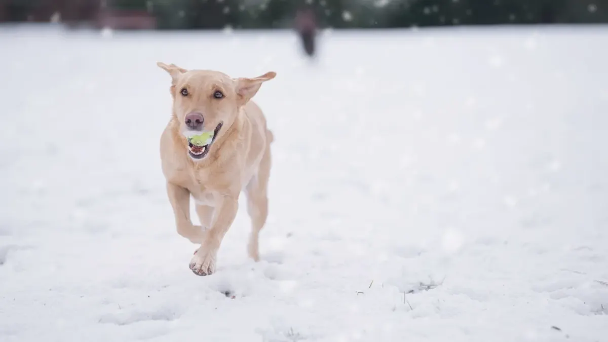 A golden retriever mid-stride across grass, carrying a ball