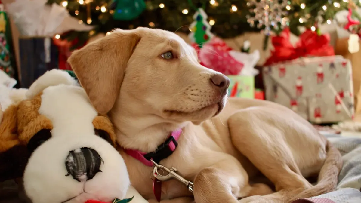 A golden retriever puppy resting its head on a well-loved plush toy beside an open laundry basket