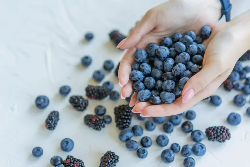 A hand offering a few blueberries to a small terrier-type dog