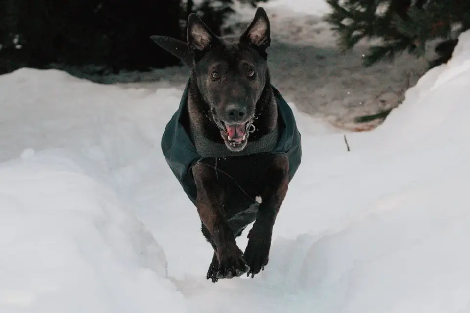 A lean Belgian Malinois running at full stride across an open field