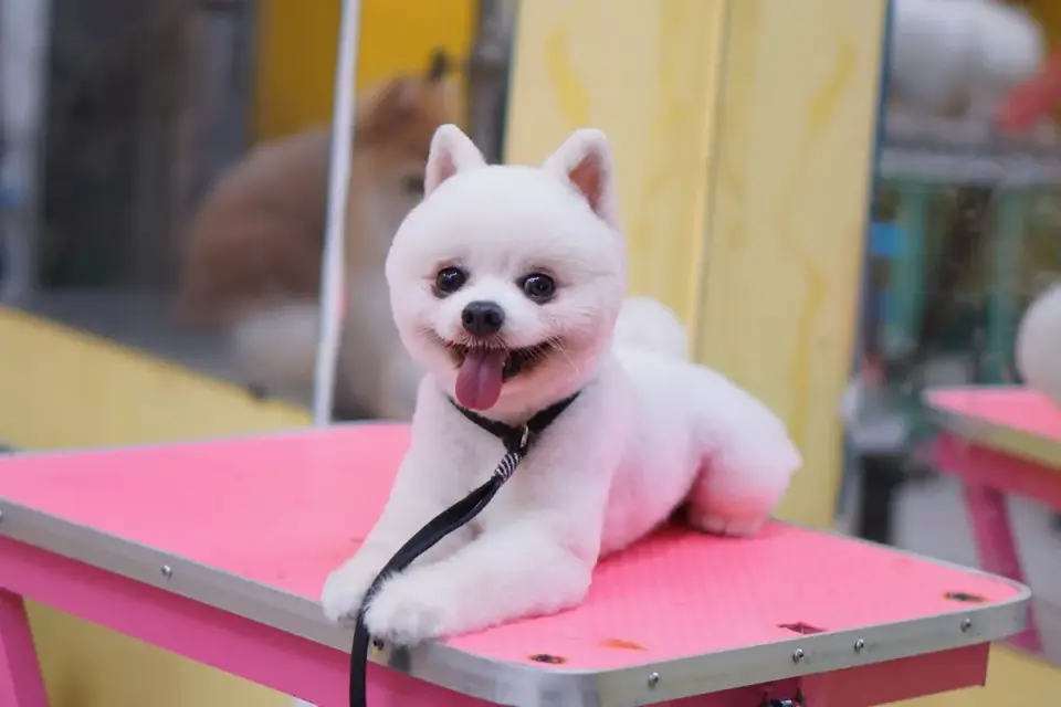 A long-coated small dog being brushed on a grooming table