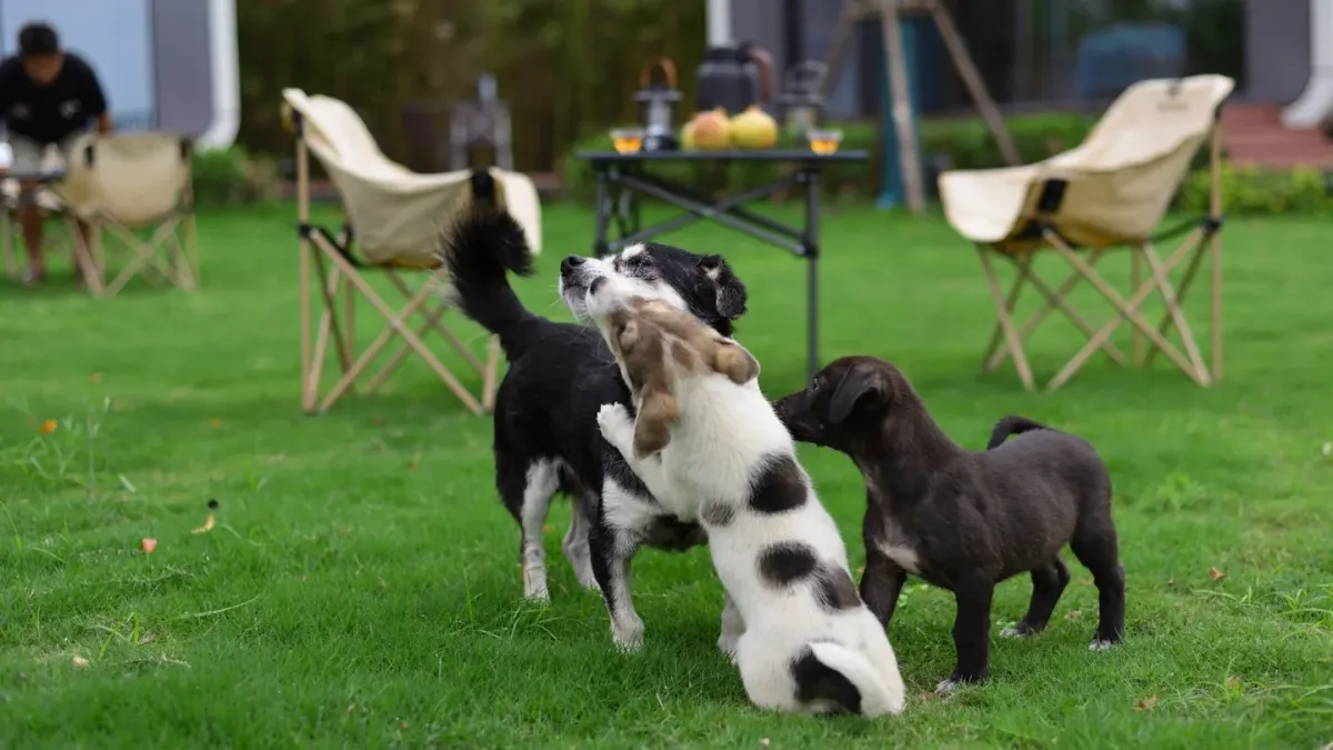A male and a female dog of similar size playing together on grass
