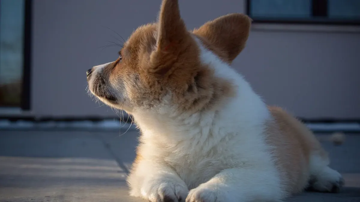 A Pembroke Welsh Corgi and a Cardigan Welsh Corgi standing together on grass