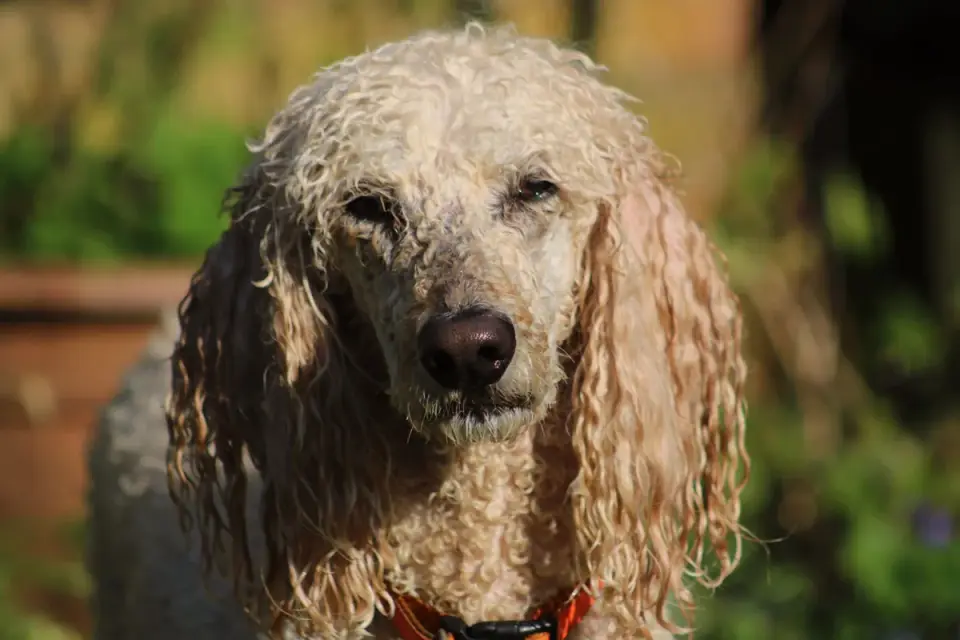 A Portuguese Water Dog with a thick curly coat standing outdoors
