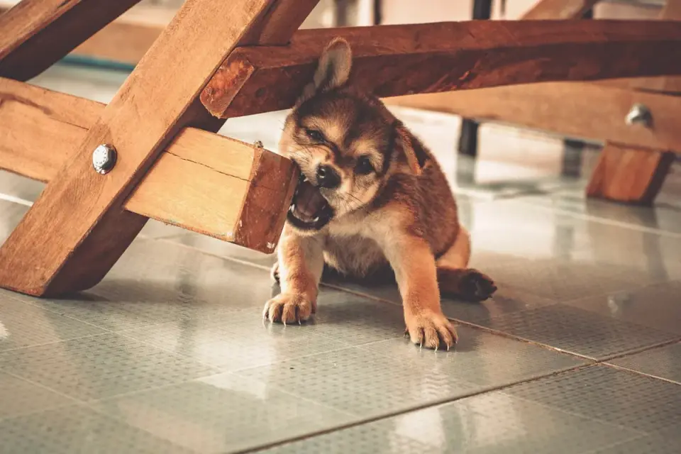 A puppy chewing on a rope toy