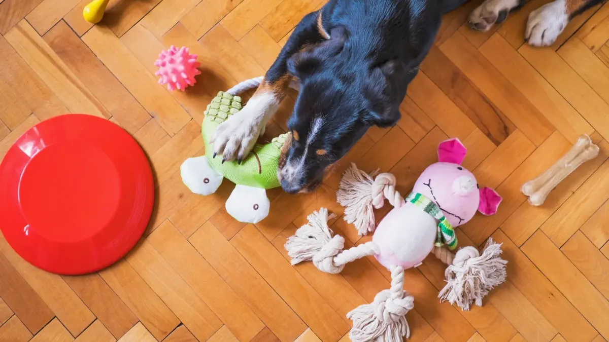 A puppy gnawing on a rubber chew toy on a wood floor