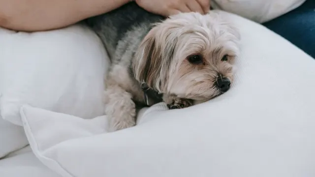 A senior dog lying on an orthopedic bed, watching its owner from across the room