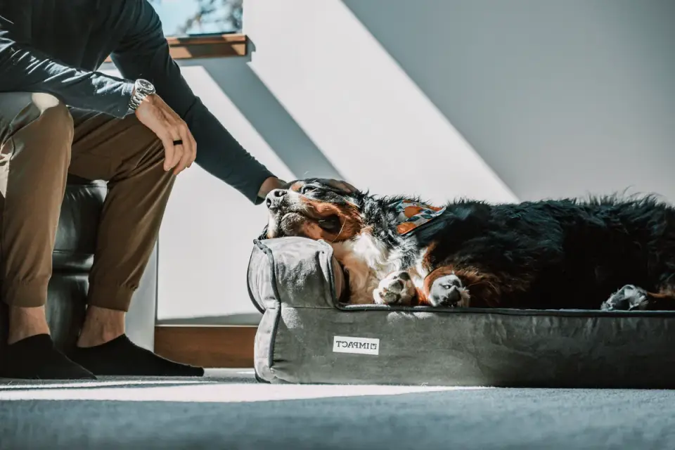 A senior dog resting calmly on a bed at home