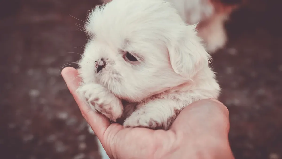 A Shih Tzu and a Lhasa Apso sitting next to each other, showing their similar coats but different head shapes