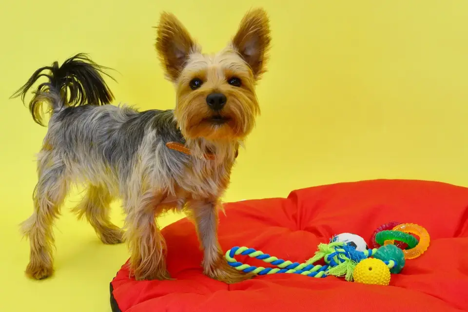 A small basket holding several soft rubber puppy chew toys