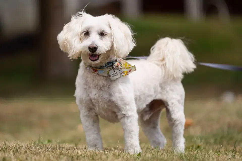A small curly-coated poodle jumping down from a couch