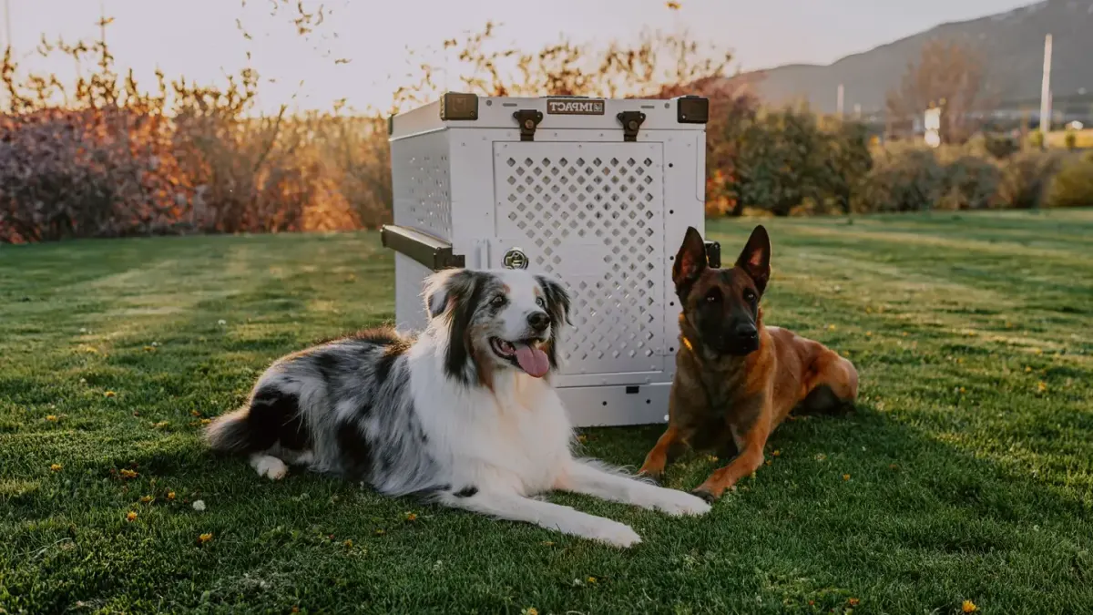 A small dog and a large dog waiting beside an open car trunk packed with travel crates