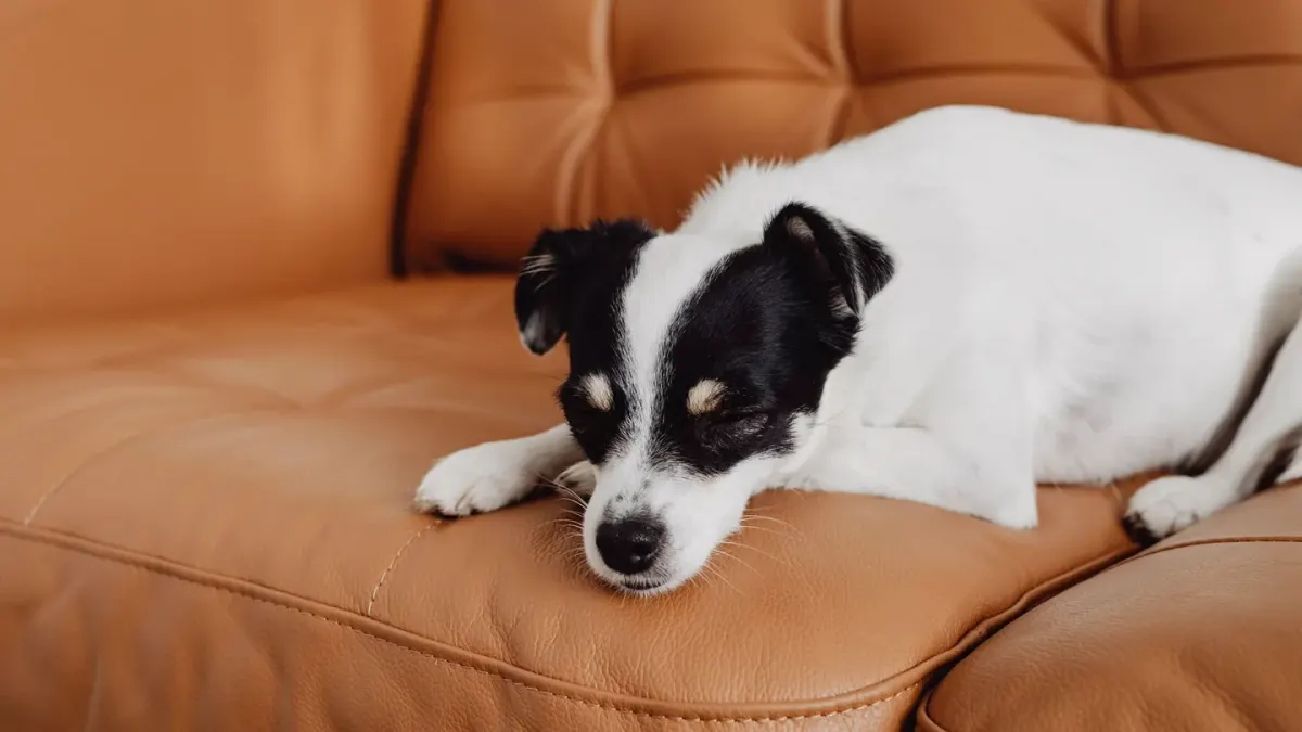 A small dog curled up and relaxed on a couch beside a sunlit apartment window
