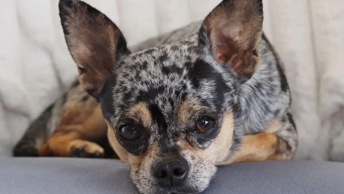A small dog lying relaxed on a couch in a softly lit living room