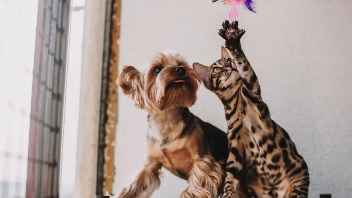 A small dog nosing a treat-dispensing puzzle toy on a living room rug